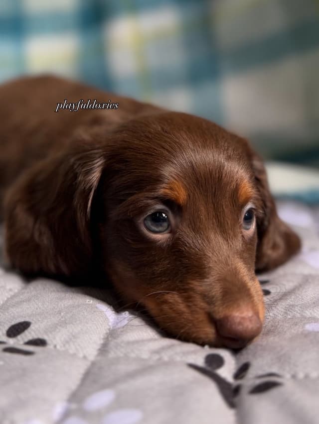 Ready Today. Chocolate and Tan Dachshund Puppies media 3
