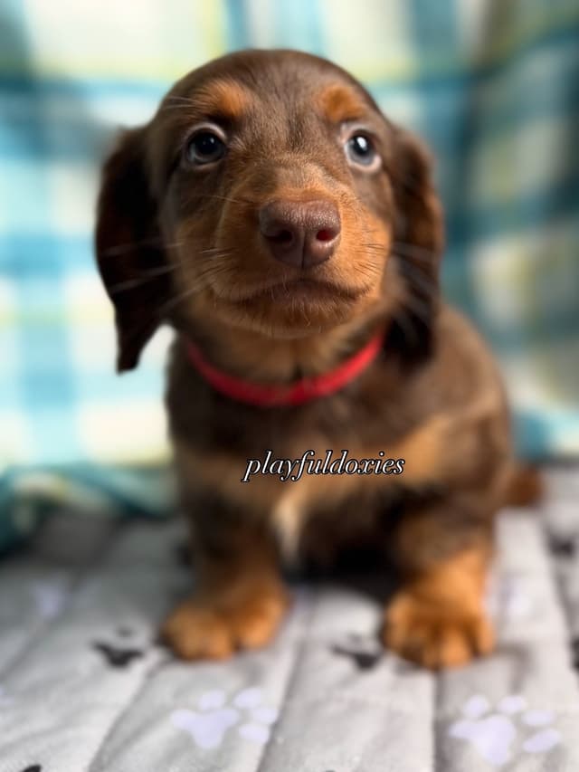 Ready Today. Chocolate and Tan Dachshund Puppies media 4