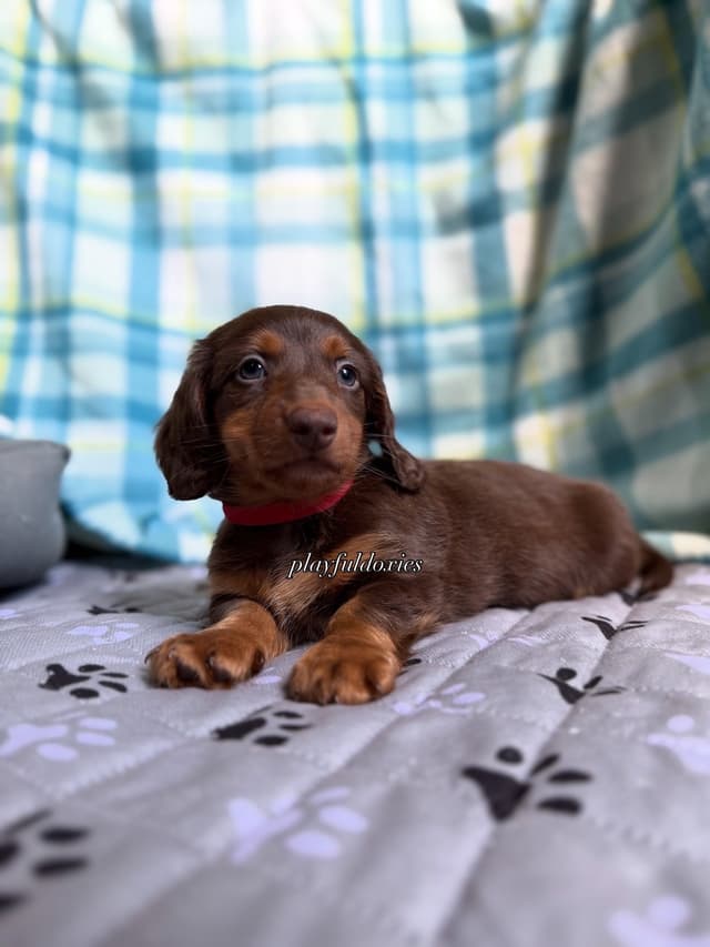 Ready Today. Chocolate and Tan Dachshund Puppies media 5