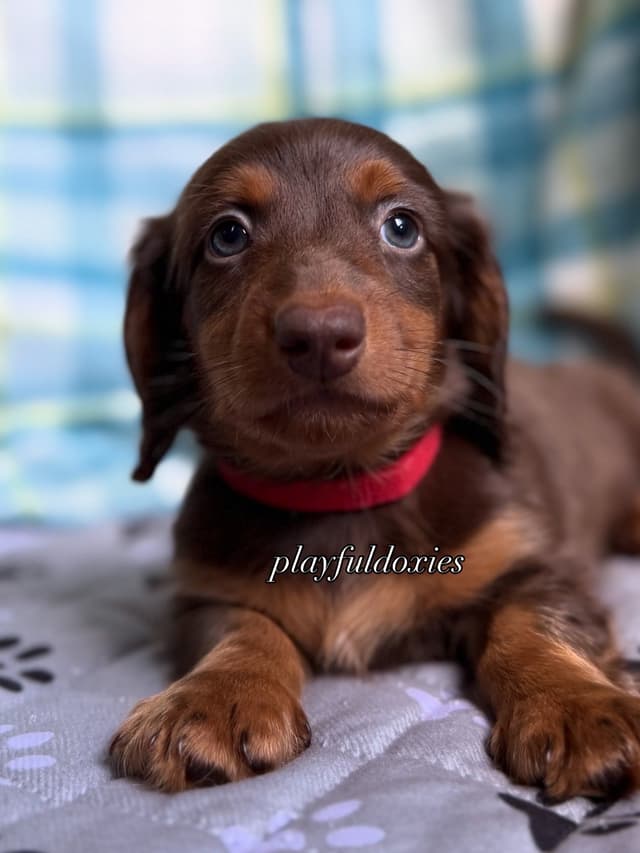 Ready Today. Chocolate and Tan Dachshund Puppies media 7