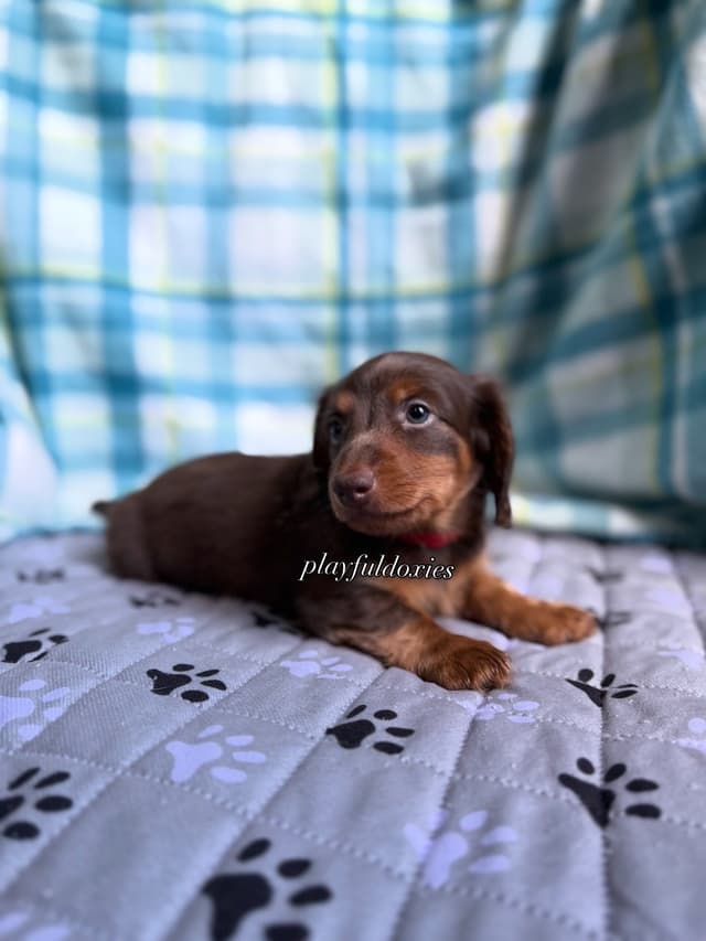 Ready Today. Chocolate and Tan Dachshund Puppies media 8