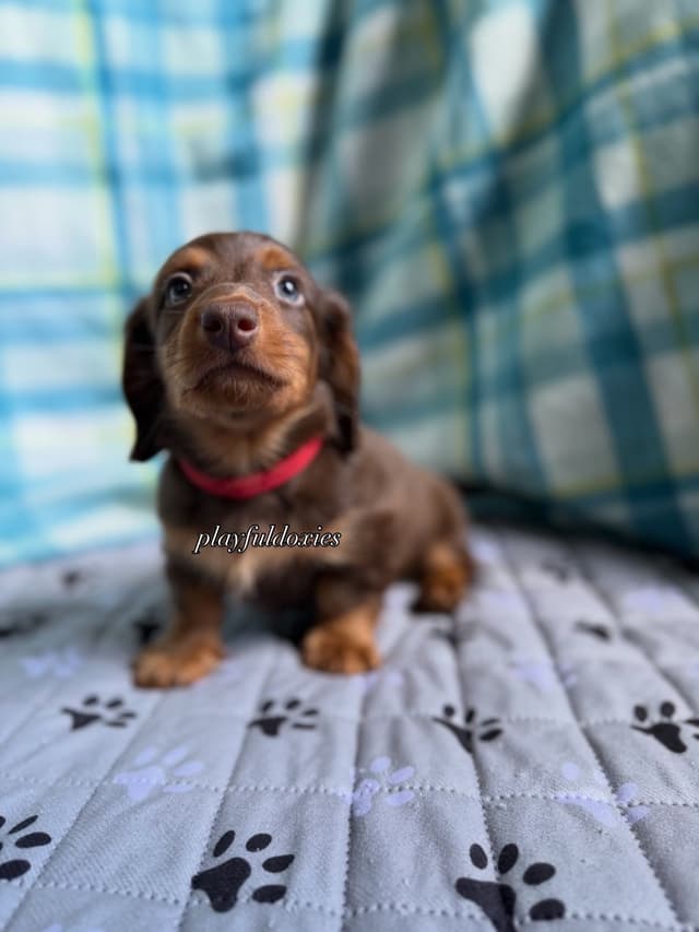 Ready Today. Chocolate and Tan Dachshund Puppies media 9