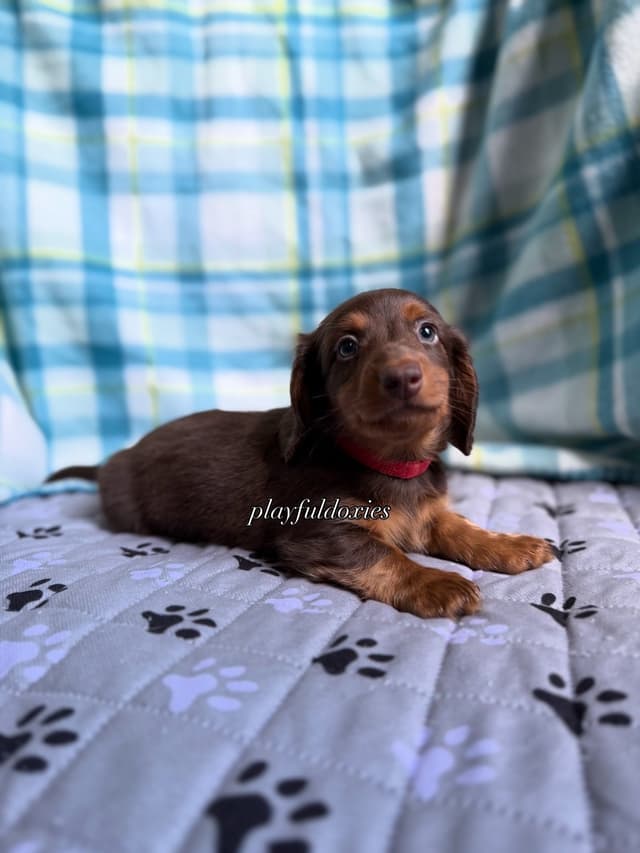 Ready Today. Chocolate and Tan Dachshund Puppies media 10