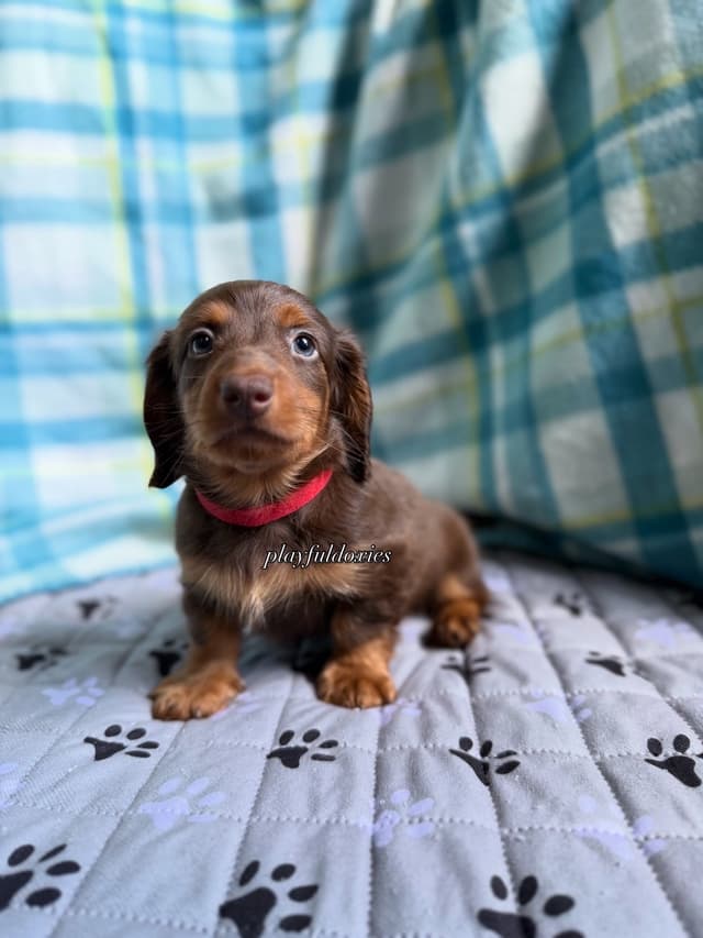 Ready Today. Chocolate and Tan Dachshund Puppies media 11