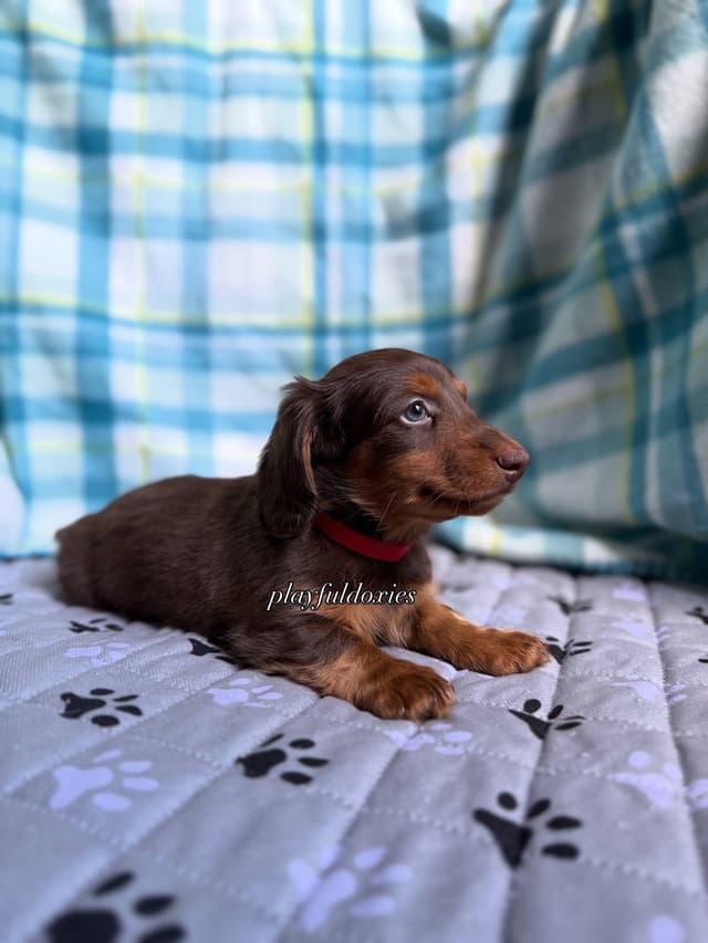 Ready Today. Chocolate and Tan Dachshund Puppies media 12