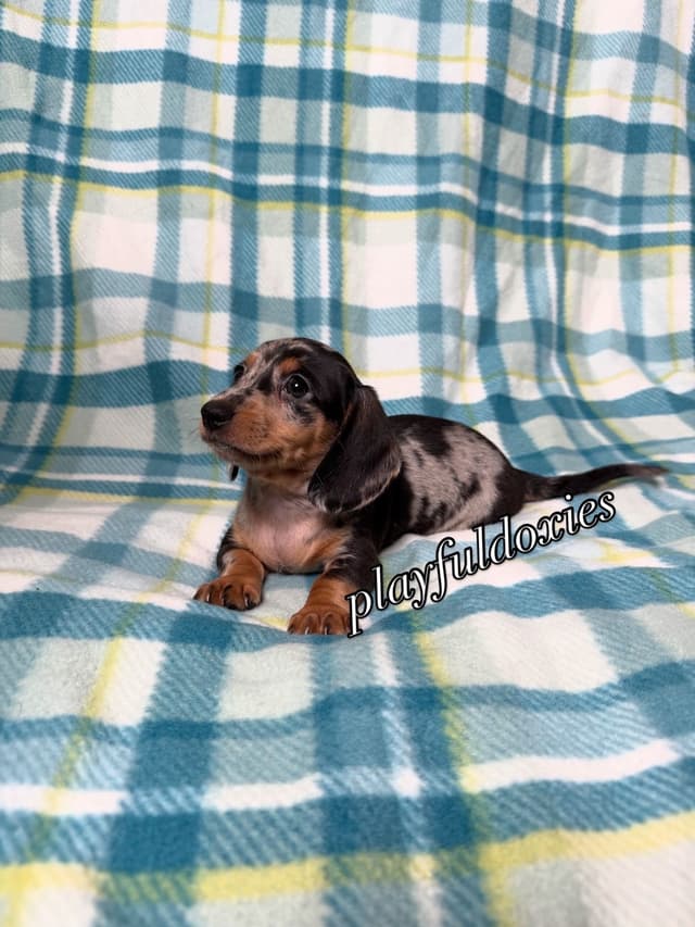 Playful Doxies Miniature Dachshund Puppies media 2