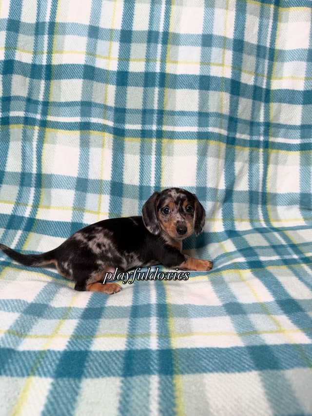 Playful Doxies Miniature Dachshund Puppies media 4