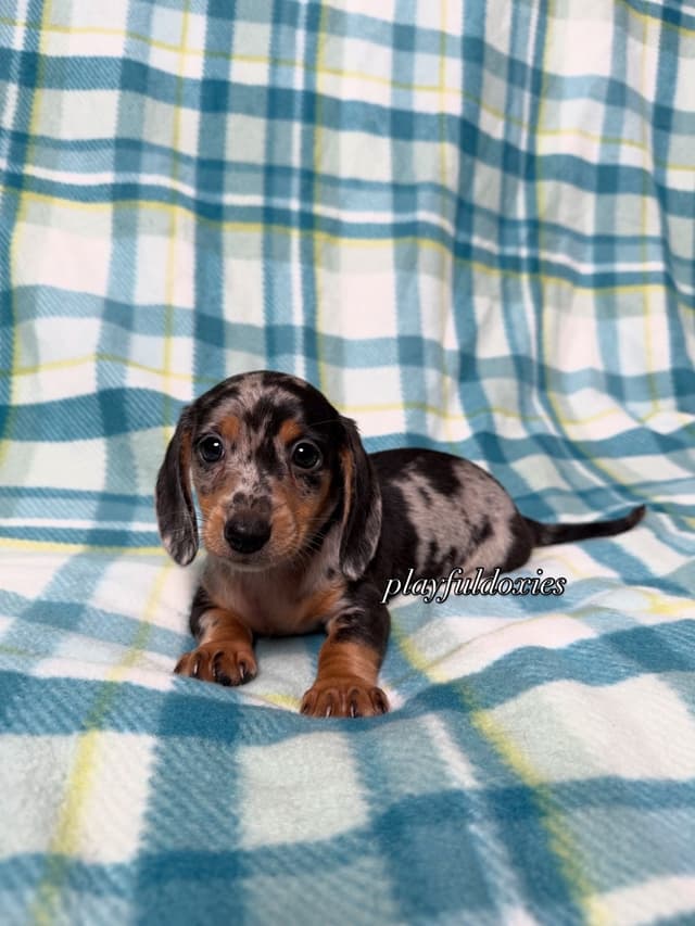 Playful Doxies Miniature Dachshund Puppies media 3