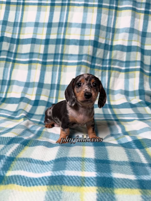 Playful Doxies Miniature Dachshund Puppies media 6