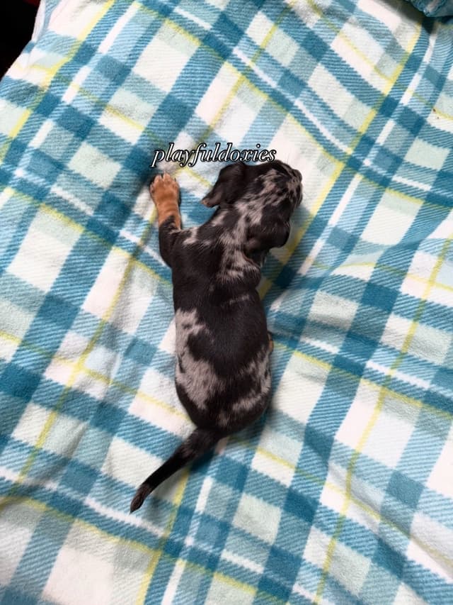 Playful Doxies Miniature Dachshund Puppies media 8