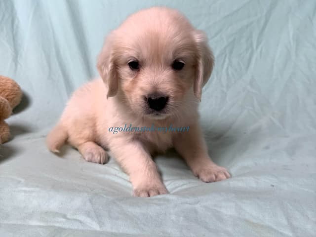 English Cream Golden Retriever Puppies media 6