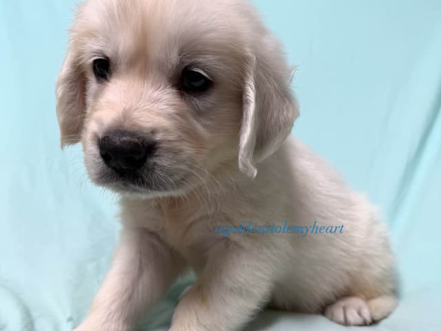 English Cream Golden Retriever Puppies media 7