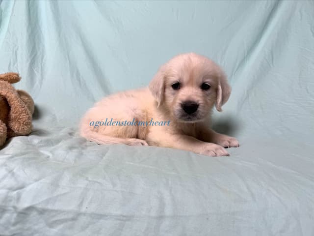 English Cream Golden Retriever Puppies media 9