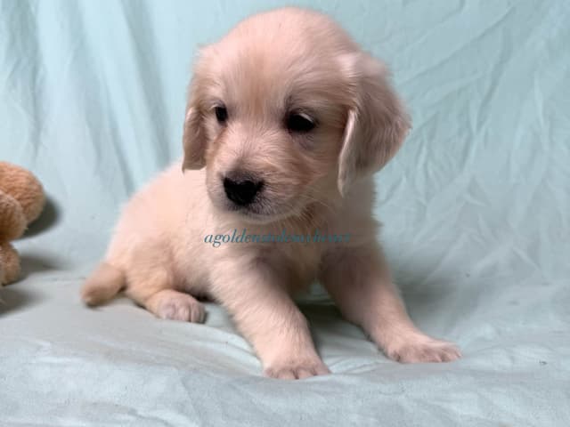 English Cream Golden Retriever Puppies media 12