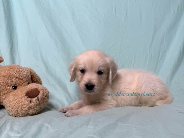 English Cream Golden Retriever Puppies media 10