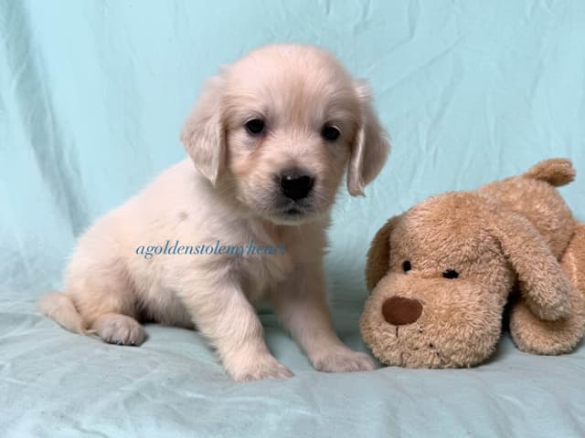 English Cream Golden Retriever Puppies media 14