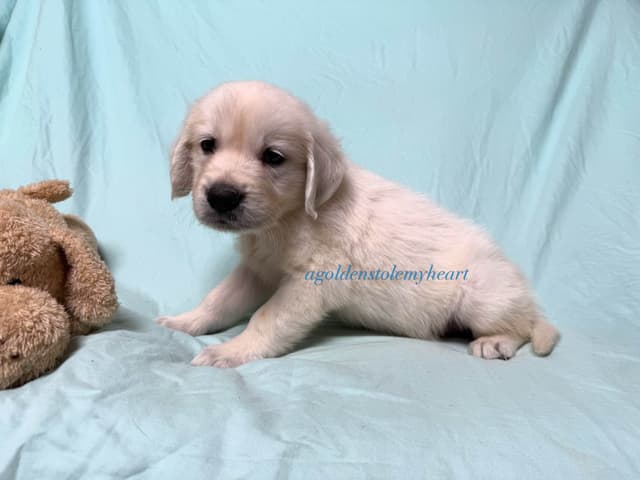 English Cream Golden Retriever Puppies media 11