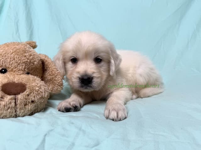 English Cream Golden Retriever Puppies media 16