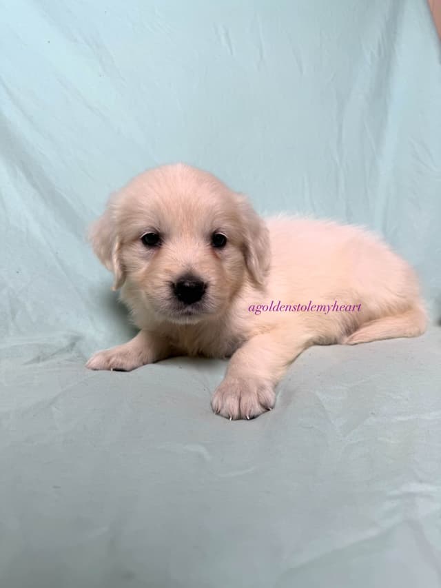 English Cream Golden Retriever Puppies media 21