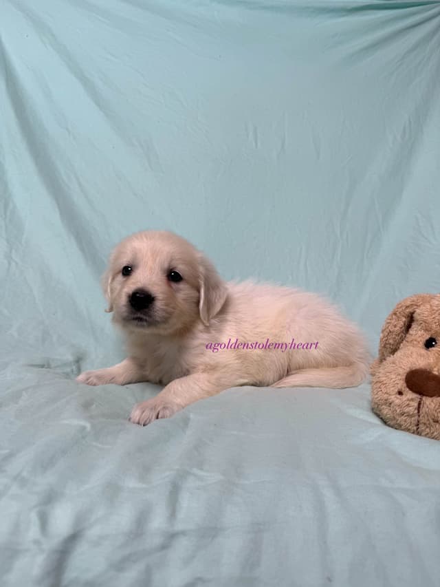 English Cream Golden Retriever Puppies media 23
