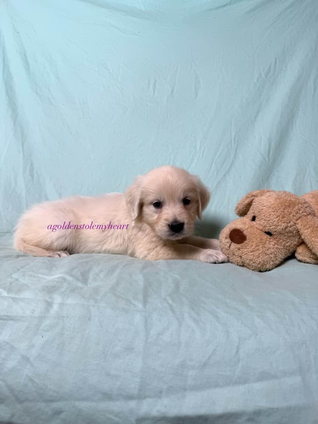 English Cream Golden Retriever Puppies media 28