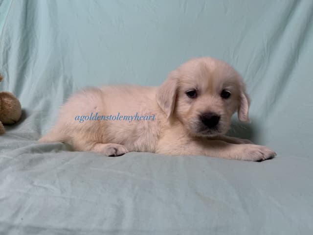 English Cream Golden Retriever Puppies media 22