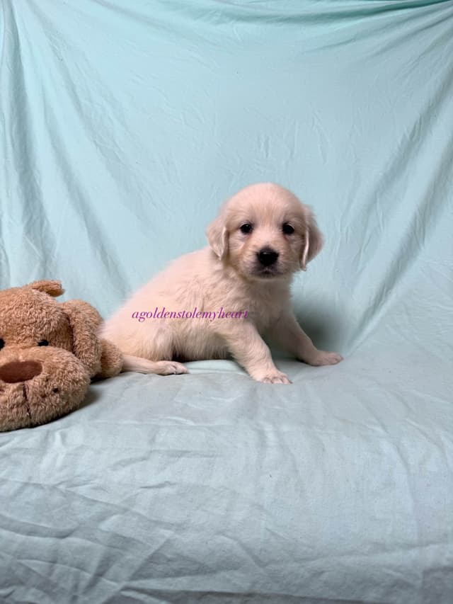 English Cream Golden Retriever Puppies media 30