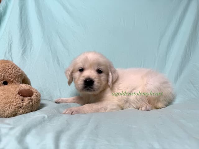 English Cream Golden Retriever Puppies media 29