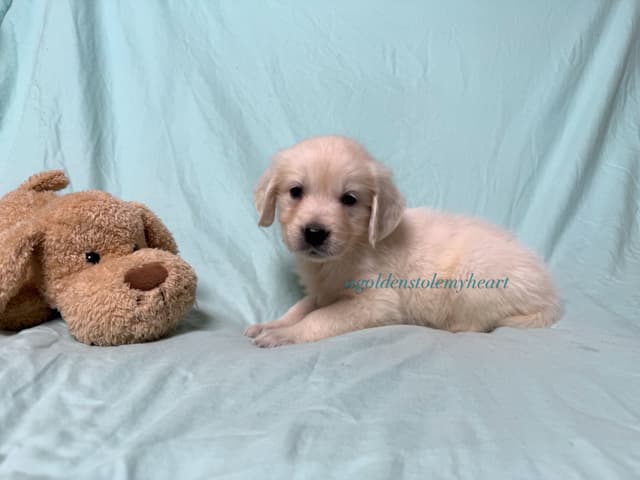 English Cream Golden Retriever Puppies media 27