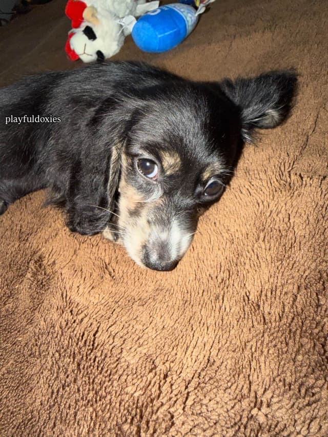 Ready Today. Long Haired Dachshund Puppies media 2