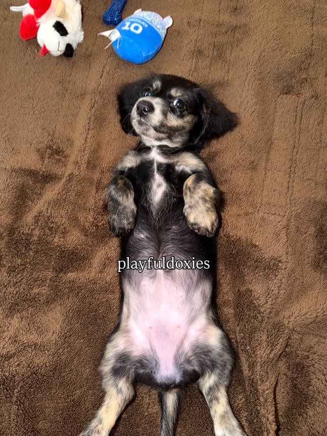 Ready Today. Long Haired Dachshund Puppies media 3