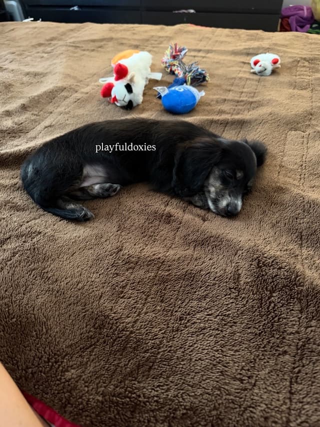 Ready Today. Long Haired Dachshund Puppies media 4