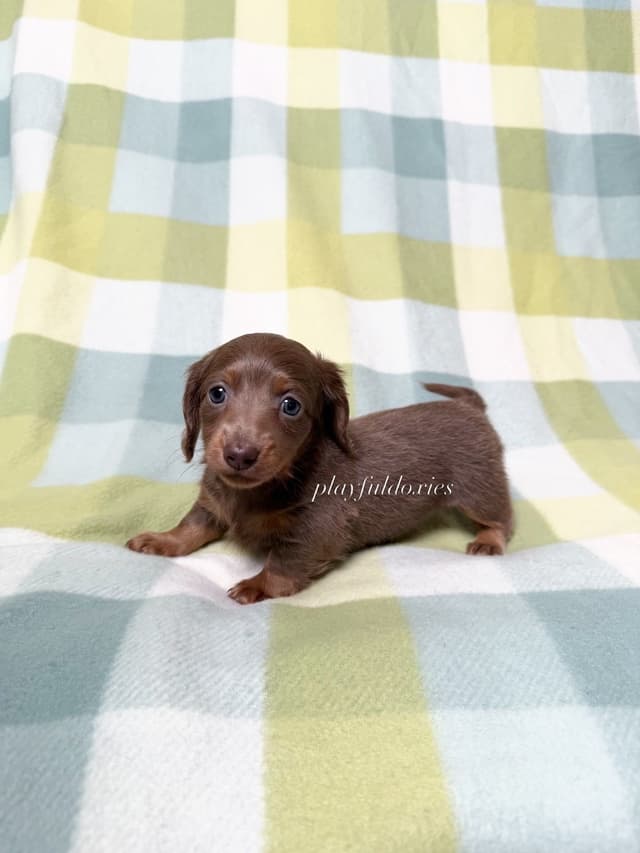 Isabella Fawn and Tan Miniature Dachshund Puppies media 2