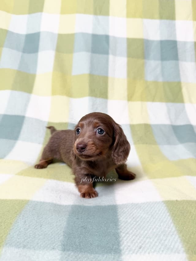 Isabella Fawn and Tan Miniature Dachshund Puppies media 3