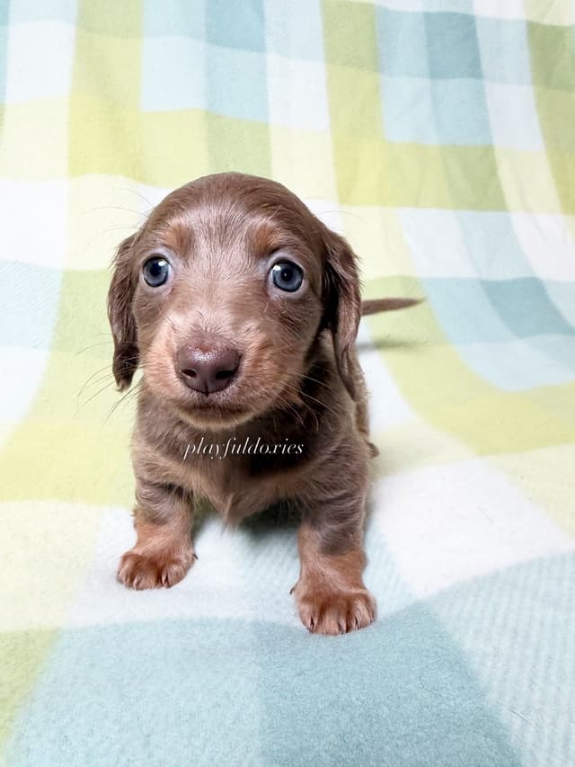 Isabella Fawn and Tan Miniature Dachshund Puppies media 4