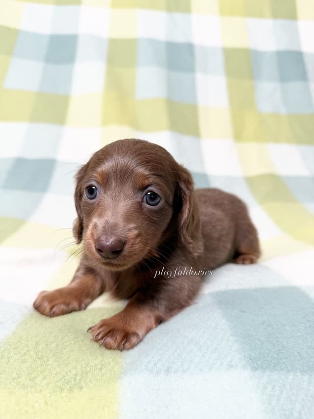 Isabella Fawn and Tan Miniature Dachshund Puppies media 5