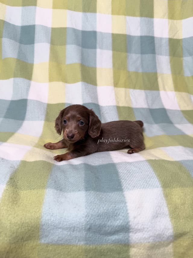 Isabella Fawn and Tan Miniature Dachshund Puppies media 7