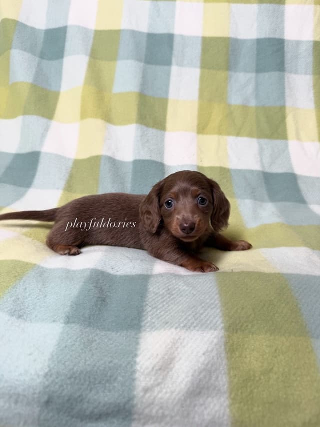 Isabella Fawn and Tan Miniature Dachshund Puppies media 9