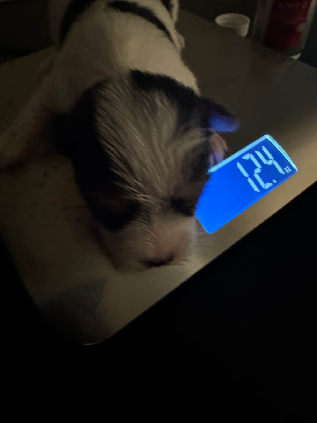 Yorkshire Terrier Puppies breeder image 2