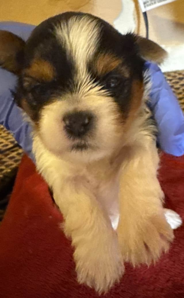 Yorkshire Terrier Puppies media 5