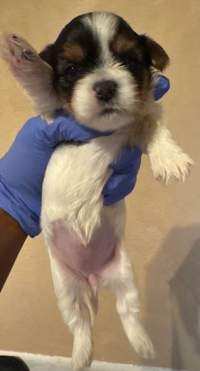 Yorkshire Terrier Puppies media 4