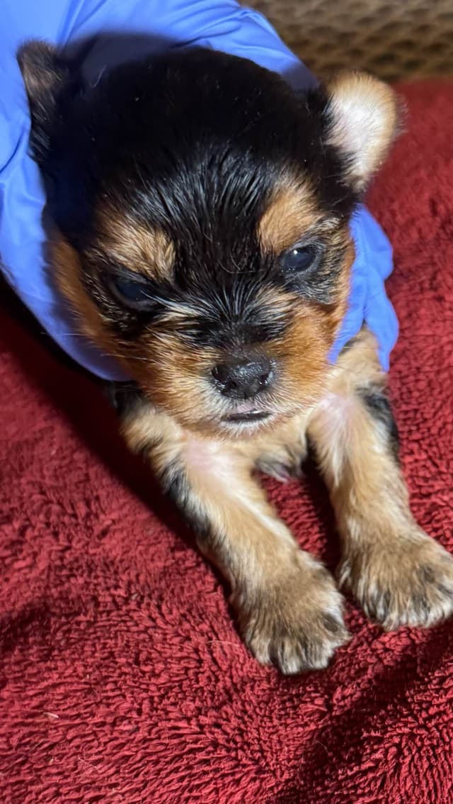 Yorkshire Terrier Puppies media 6