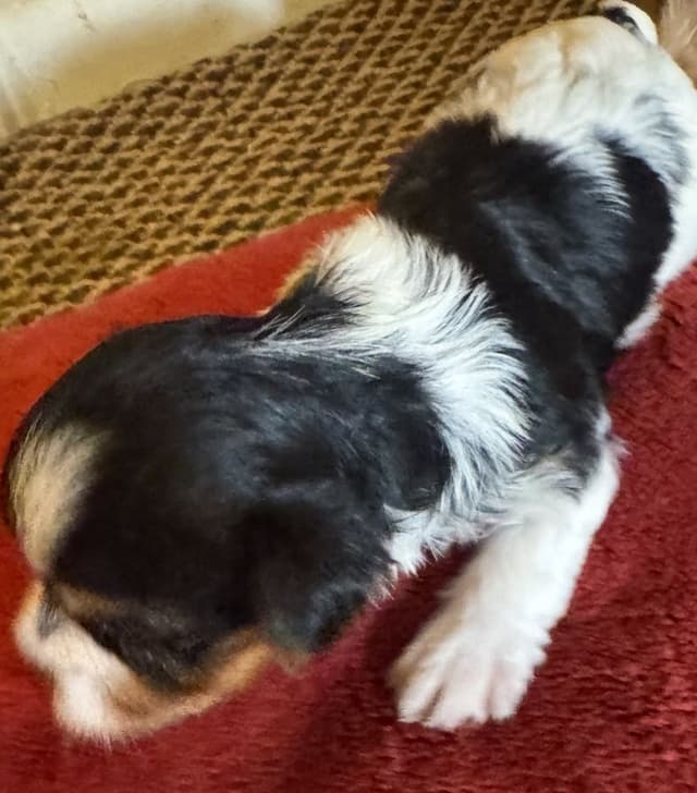 Yorkshire Terrier Puppies media 7