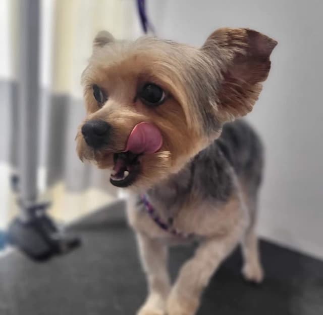 Yorkshire Terrier Puppies media 9