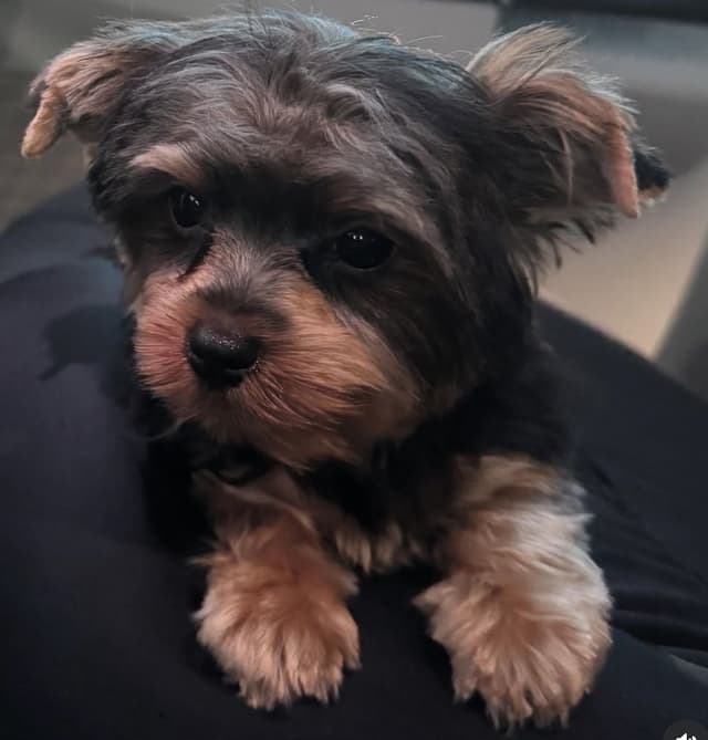 Yorkshire Terrier Puppies media 11
