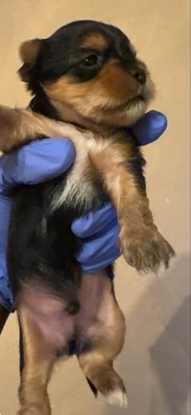 Yorkshire Terrier Puppies media 10