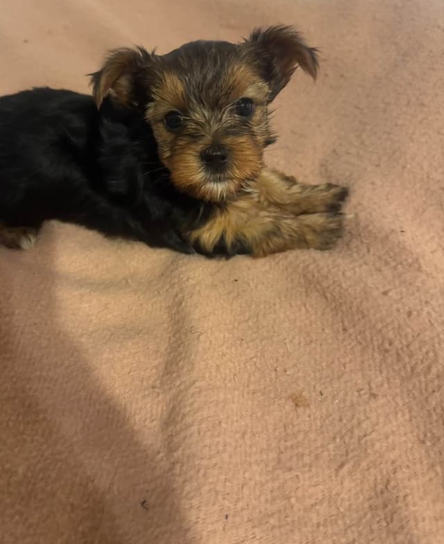 Yorkshire Terrier Puppies media 13