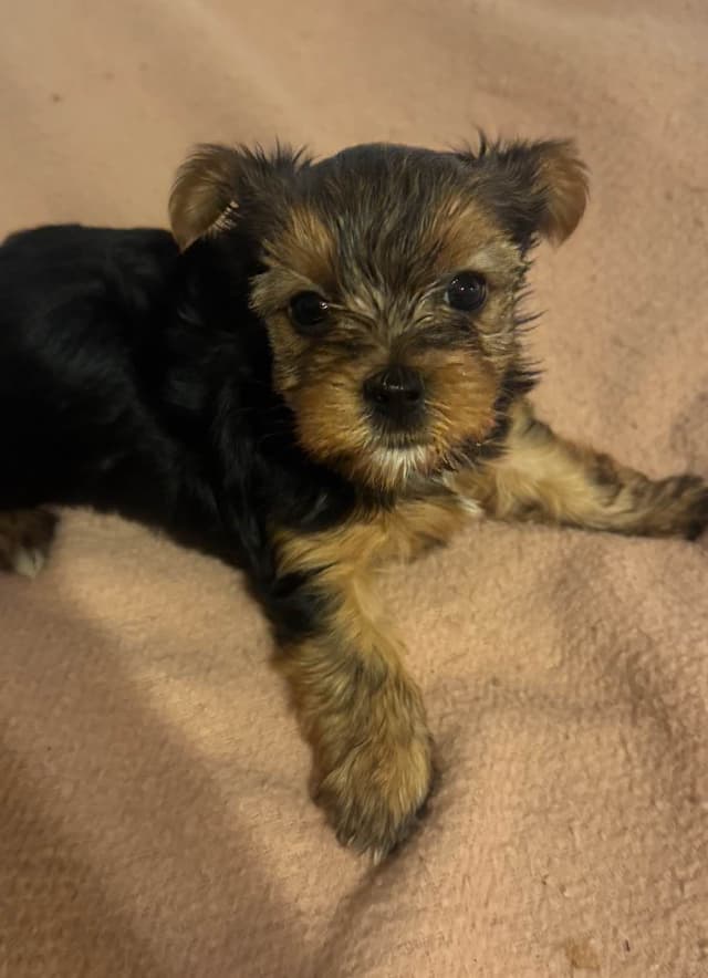 Yorkshire Terrier Puppies media 15