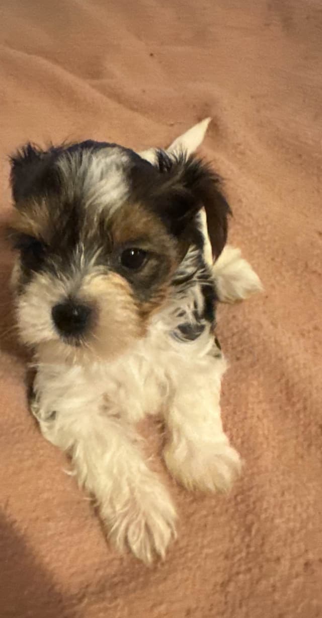 Yorkshire Terrier Puppies media 14