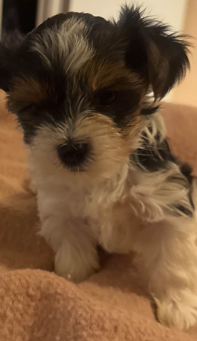 Yorkshire Terrier Puppies media 16